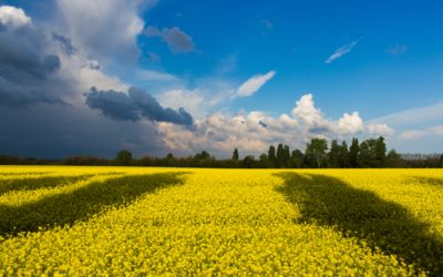 March 2022 Newsletter: Dark clouds over eastern Europe cast a shadow over UK firms