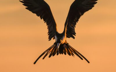 Out of the ashes – or back into the fire?
