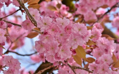 March 2026 Newsletter: Recession-proofing back on business agenda